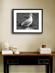 Seagull And Water In Black And White 12″ x 16″ Fine Art Print