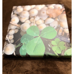 Mushrooms and Clover Original Nature Photography Canvas Print 8″ x 8″ Canvas