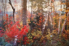 Original Styczynski Signed, Beautiful Woodlands Photo
