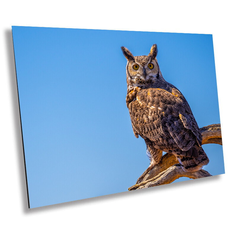 Twilight Guardian: Horned Owl On a Branch Wildlife Wall Art Print