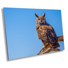 Twilight Guardian: Horned Owl On a Branch Wildlife Wall Art Print