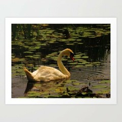 art print 21″ x 17″ Wetland’s Denizen photography water swans birds nature lakes