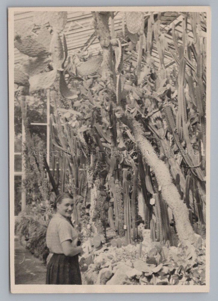 Munich 1949 – Botanical Garden Cacti – Old Photo 1940s