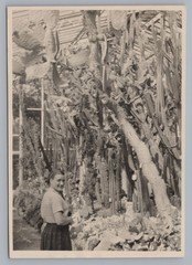 Munich 1949 – Botanical Garden Cacti – Old Photo 1940s