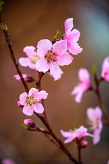Floral Photography Print – Picture of Pink Peach Blossoms in Oklahoma