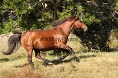 Chincoteague Pony Photo -Stallion – Hoppy – Pick One Image -Various Sizes