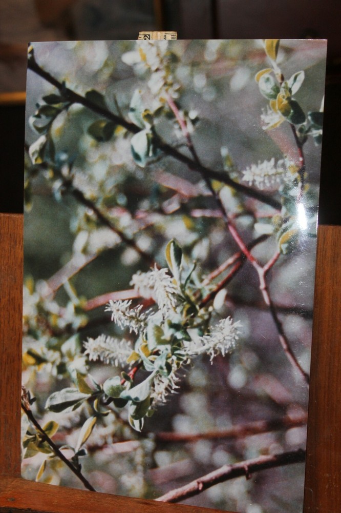 Vintage Signed 8×12 Photo W. Beebe East Tennessee Flowers