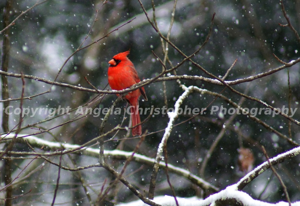 Original ACEO 2.5×3.5 in. photo fine art print CARDINAL IN SNOW Red Bird Winter 