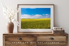 Country Photography Print – Picture of Rolling Fields of Canola in Oklahoma