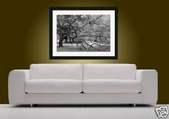 TREE IN BRAZIL Rio’s Botanical Garden 20×30 Photo Print