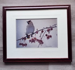Thomas D Mangelsen Crabapple Delight Signed & Numbered LE 97/1200 Framed 18×22