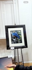 Photography Of Macaw At Grand Cayman Island. Shot With Fujifilm X-T5.