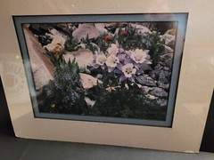 Nature Photography Titled Bells By Harry Bowden Framed Sealed