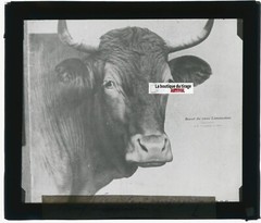 Beef, Limousine, Farm, Glass Photo Plate, Black & White, Positive 8.5×10 Cm