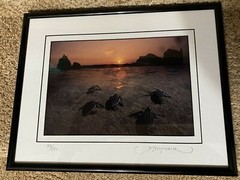 David Leach Signed photograph Mat Frame Lookout Below Leatherback Parade 88/250
