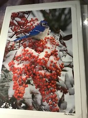 Nan Williams 13” x 9” winter blue Jay snow berries