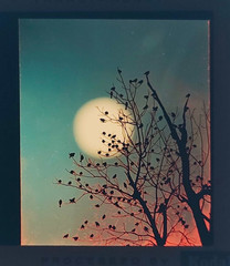 Vtg 60s Richard Stacks Original Art Ektachrome Transparency Slide RARE 1968 MCM