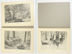 1927 Carl Akeley Photo Set Field Museum Natural History IL Taxidermy & Sculpture
