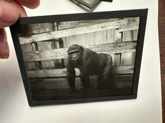 Five Vintage Zoological Monkey Studies on Glass Plate, Photo TE1199