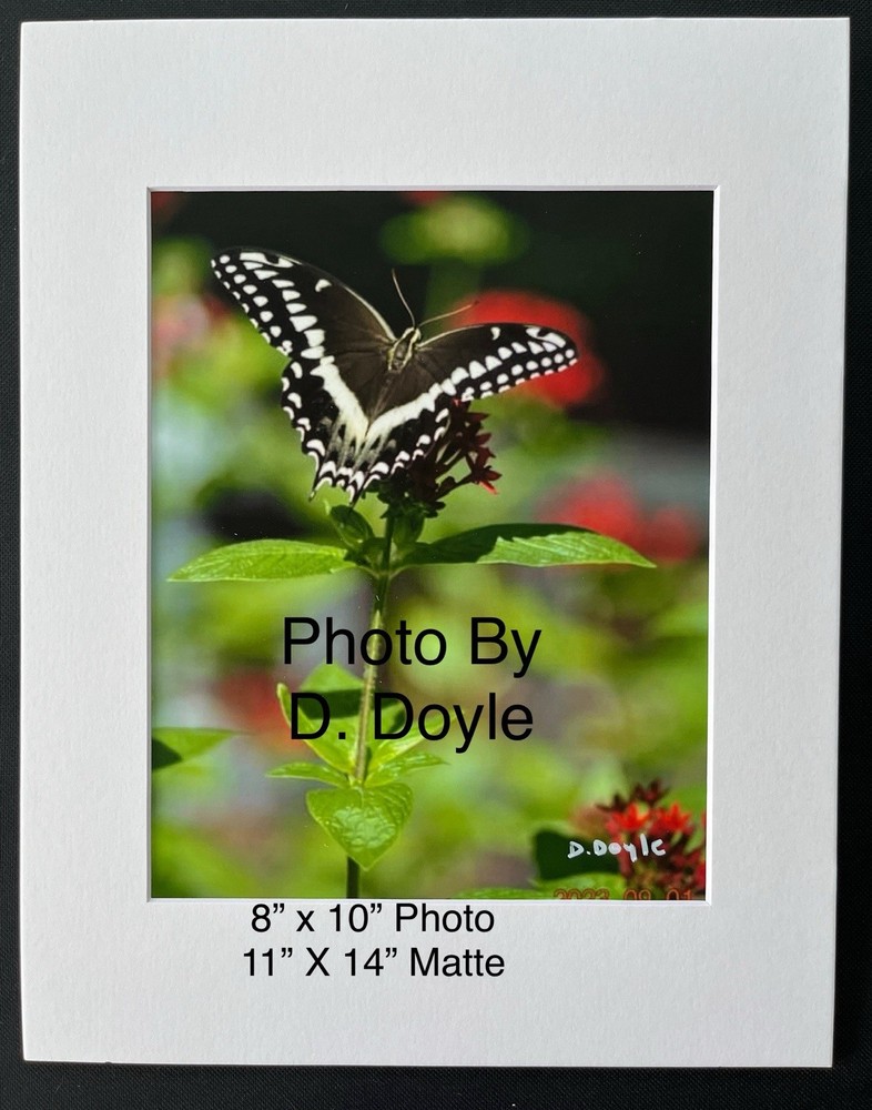 Palamedes Swallowtail Papilio Butterfly Photograph