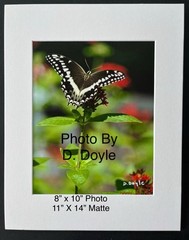Palamedes Swallowtail Papilio Butterfly Photograph