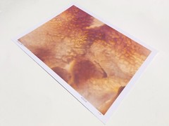 Tripe – 17″ x 22″ Fine Art Photography Print – Artistic Food Photography