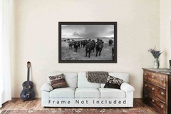Country Photography Print – Black and White Picture of Angus Cows in Kansas