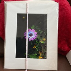 Starlight Purple Flower Matted, Prolific Photo Creative Art By Kathy Marquez