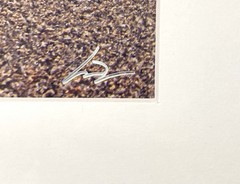 SIGNED Photograph Sea Turtles on Beach Chris Doherty Matted & Framed