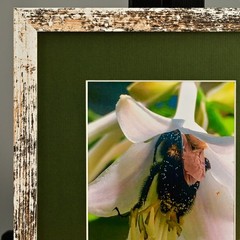 MICHAEL RAY Original Vintage Signed Long Island NY Floral Still Life Photograph