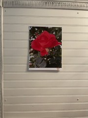 Garden Rose #4-landscape photograph 8.5×11