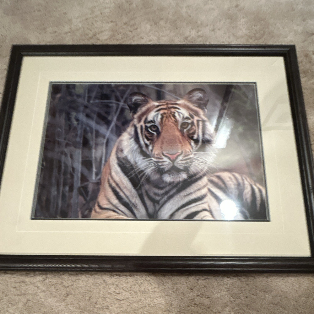 Thomas Mangelsen “Survivor- Bengal Tiger” signed framed matted 28×22 color photo