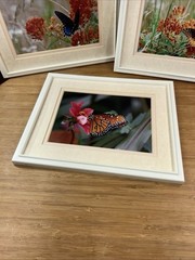 Lot of 3 Photo Monarch Butterfly 5×7 Art Photography Matted Plastic Framed 10×8”