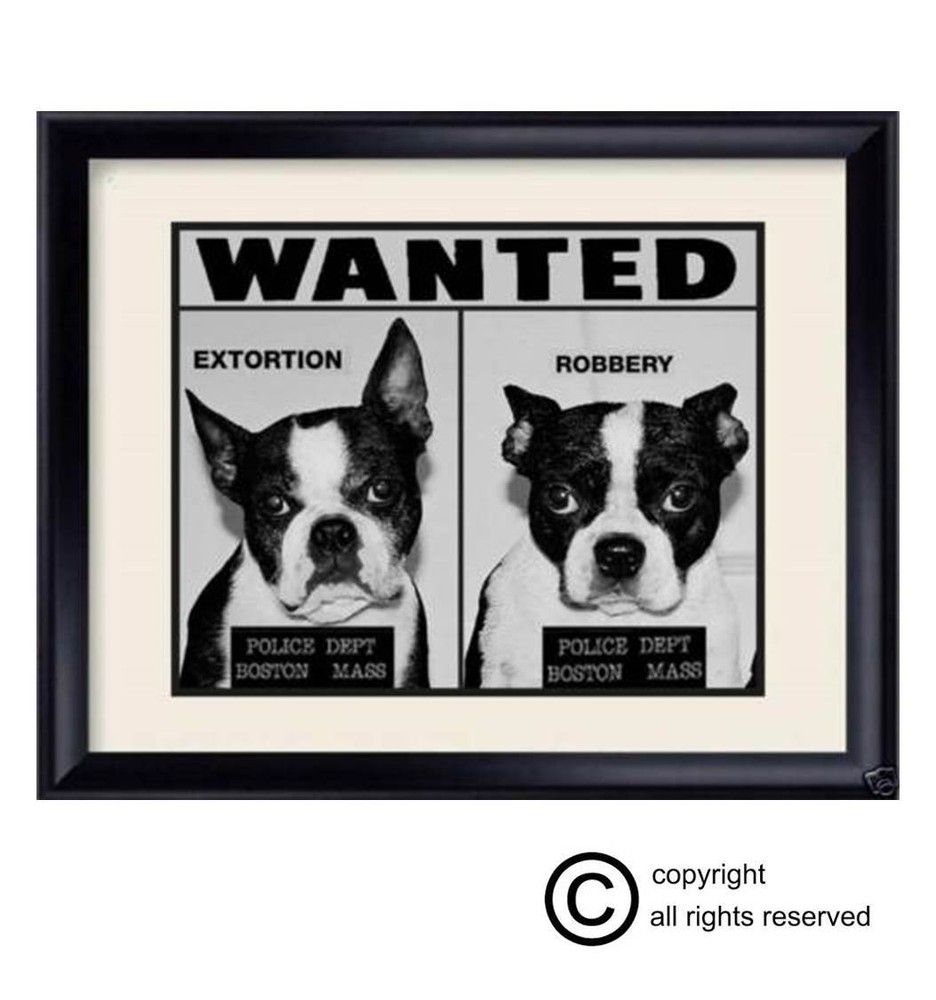 Cute Boston Terrier ‘WANTED’ Print 8×10 For Dog Lovers!