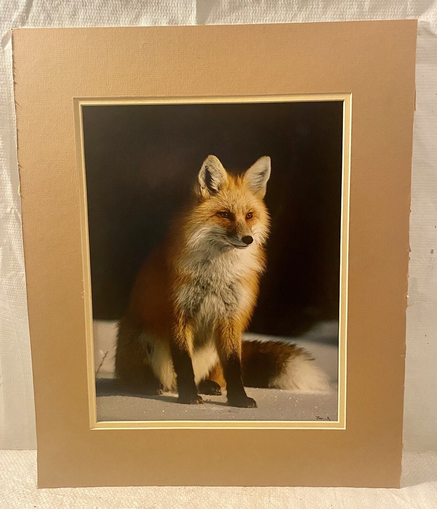 SIGNED 11×14 MATTED RED FOX ON THE SNOW WILDLIFE PHOTO