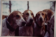 Vintage Film Photo France Hunting Horse Dog 24x30cm 1970