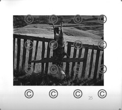 BOOK PLATE B&W Photo MORLEY BAER Coyote on Ranch Fence 1968 / Keeler, 9X9.5″