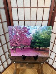 Cherry Blossom & Pine Tree Scenery, 8″x10″ Photograph Print 8×10 Landscape Photo