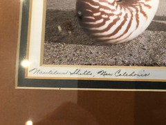 ORIGINAL Kjell B. Sandved NAUTILUS SHELL ART PHOTO Hand Signed L.E. Triple Mat