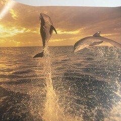 Artwork Wall Art By Tom Brakefield “Freedom Dance” 20×16 Dolphins Ocean Sunset