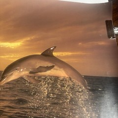 Artwork Wall Art By Tom Brakefield “Freedom Dance” 20×16 Dolphins Ocean Sunset