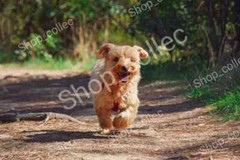 Photo JPG background Picture Scene of a dog runs in nature
