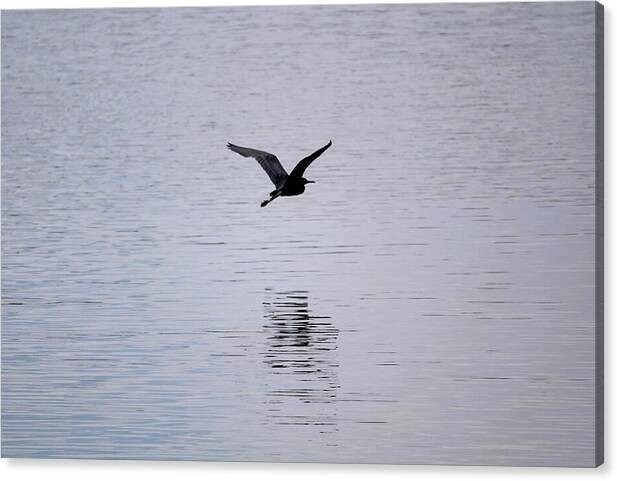 The Beauty of Flight – 24×36 Framed Fine Art Photography Print