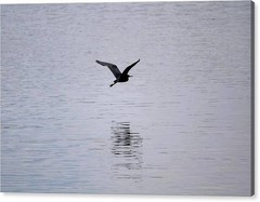 The Beauty of Flight – 24×36 Framed Fine Art Photography Print