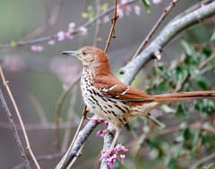 Brown Thrasher 11×14 Photograph Print 11″x14″