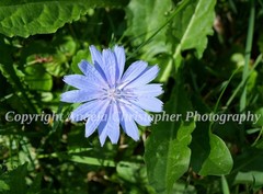 Original ACEO photo fine art print 2.5×3.5 inch CHICORY IN SUNLIGHT flower blue