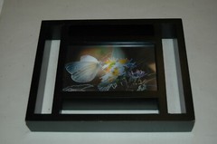 Framed Butterfly Moth 4×6 Photograph 9.5×7.5 Frame