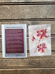 Vintage Risis Orchid Beautiful Flowers Nature Photo Photograph