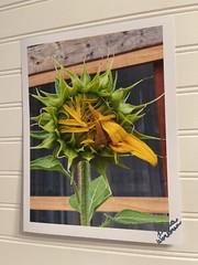 Sunflower #1 – landscape photograph 8.5×11
