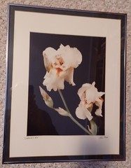 PETE HILL Fine Art Photography «CAROLYN’S Iris» Framed and Matted. Ltd. Edition